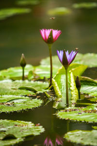 Close-up of lotus water lily in pond