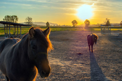 Horse standing in ranch against sky during sunset