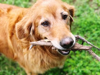 Close-up portrait of dog