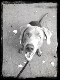dog