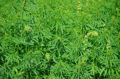 Full frame shot of fresh green field