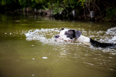 Dog swimming in lake