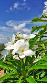 Close-up of white flowering plant against sky