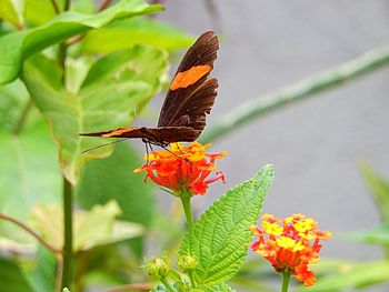 Close-up of butterfly pollinating on orange leaf