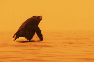 Elephant in a sea at sunset