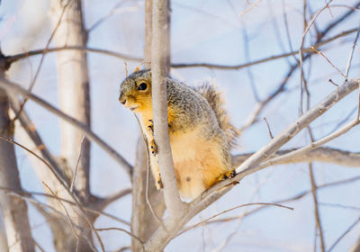 Low angle view of squirrel on tree