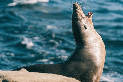 Close-up of sea lion