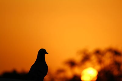 Close-up of silhouette bird perching on orange sunset