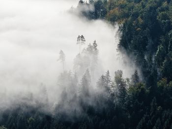 Trees in forest against sky