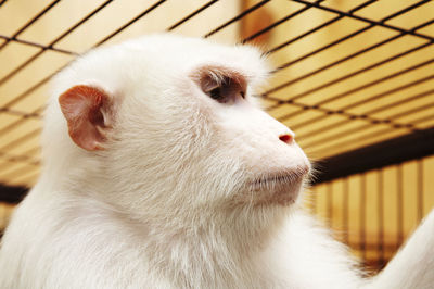 Close-up of a cat looking away