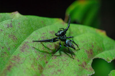 Close-up of insect on leaf