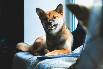 Portrait of a dog at home