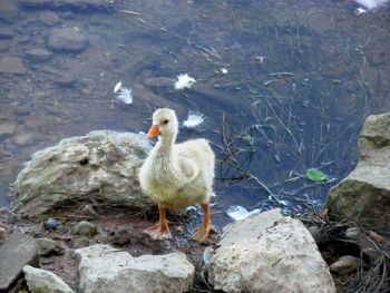 View of an animal in water