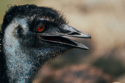 Close-up of bird