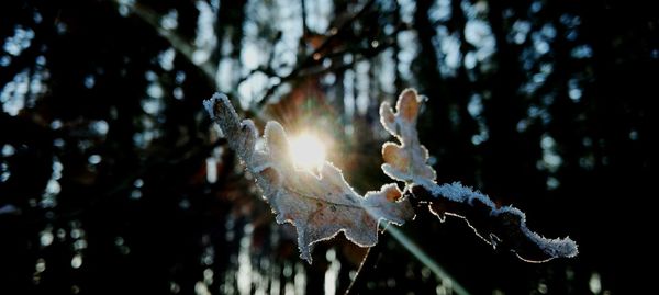 Close-up of frozen tree during winter