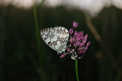 Close-up of butterfly pollinating on pink flower