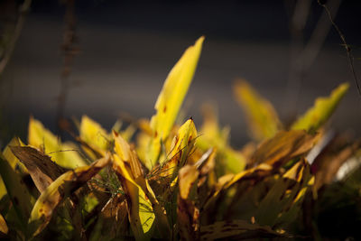 Close-up of fresh plant