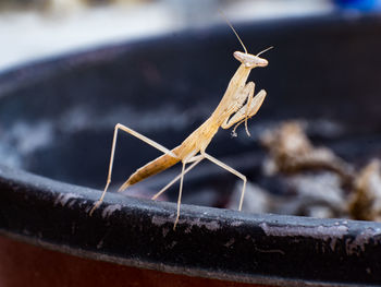 Close-up of insect