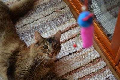 Close-up portrait of cat