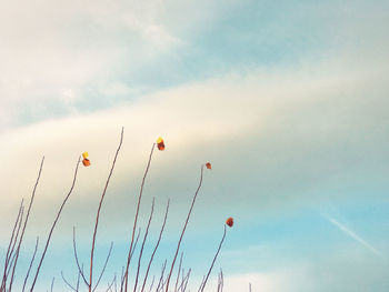 Low angle view of red balloons flying against sky