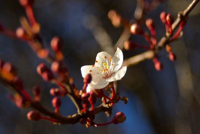 Close-up of white flowers