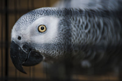 Close-up of african grey parrot in cage at zoo