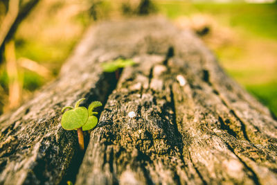 Close-up of green small plant