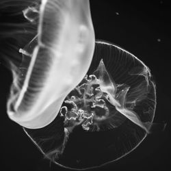 Moon jelly swimming undersea