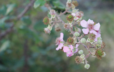 Close-up of flowers blooming on tree