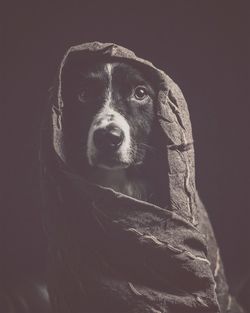 Close-up portrait of dog against black background