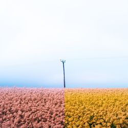 Yellow flowers on field