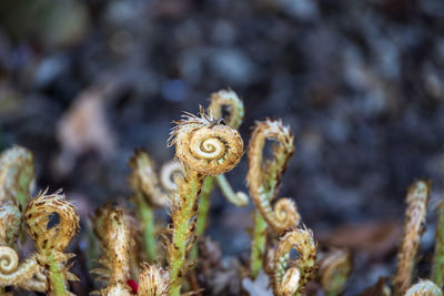 Close-up of dry plant