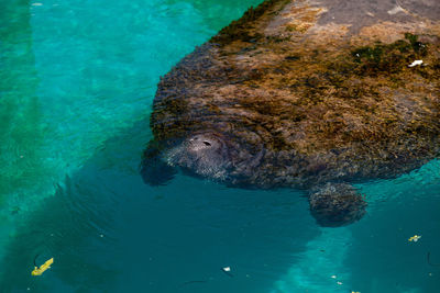 High angle view of turtle swimming in sea