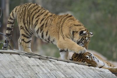 Tigers on wood