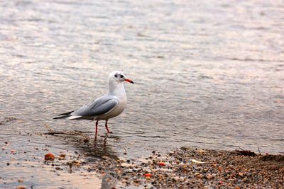 Seagull perching on a beach