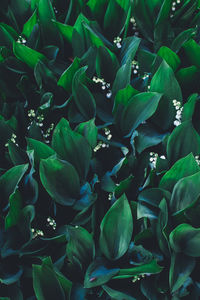 Full frame shot of plants