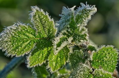 Close-up of frozen leaves