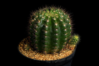 Close-up of succulent plant against black background