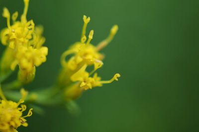 Close-up of yellow flowering plant