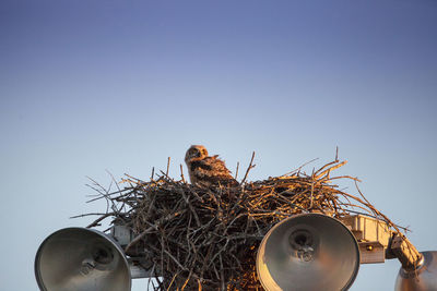 Horned owlet bubo virginianus perches in its nest on top of a light post in everglades city