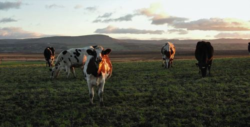 Close-up of cows standing on field against sky