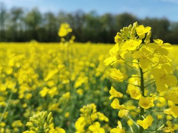 Yellow flowering plant in field