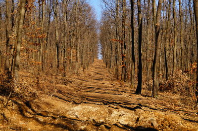 Bare trees in forest