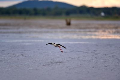 Bird flying over a land