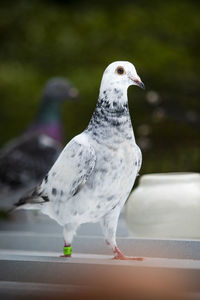 Close-up of pigeon perching on retaining wall