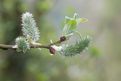 Close-up of flower buds