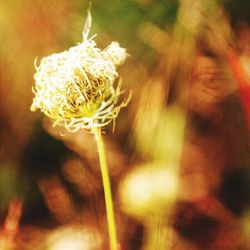 Close-up of plant against blurred background