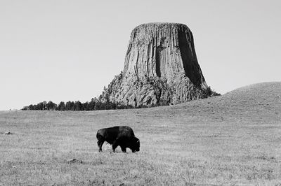 Dog standing on landscape