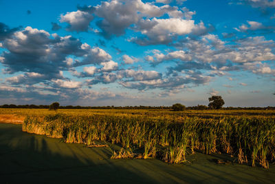 Scenic view of agricultural field against sky