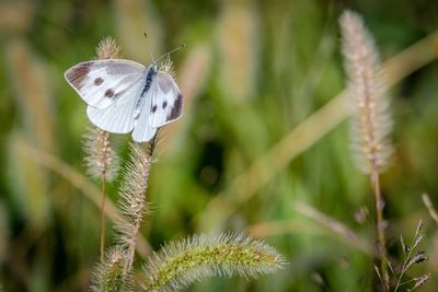 Close-up of butterfly pollinating on flower